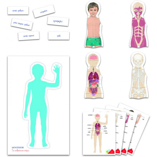 Montessori Educational Game Human Body For Ages 3-6(1024-63225)