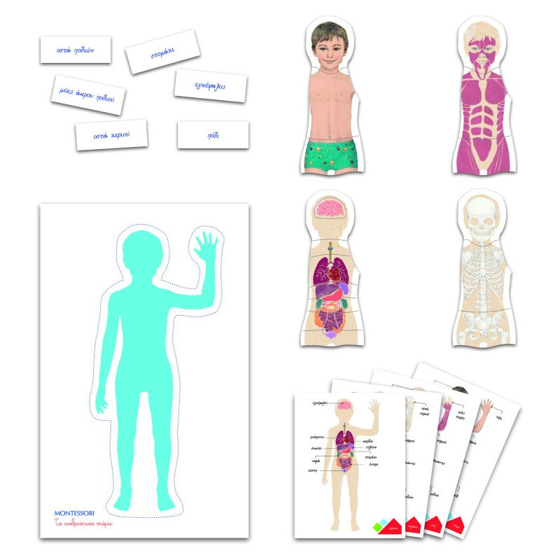 Montessori Educational Game Human Body For Ages 3-6(1024-63225)