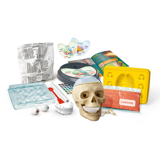 Science And Play Lab Educational Game Crazy Anatomy For Ages 8+(1026-63400)